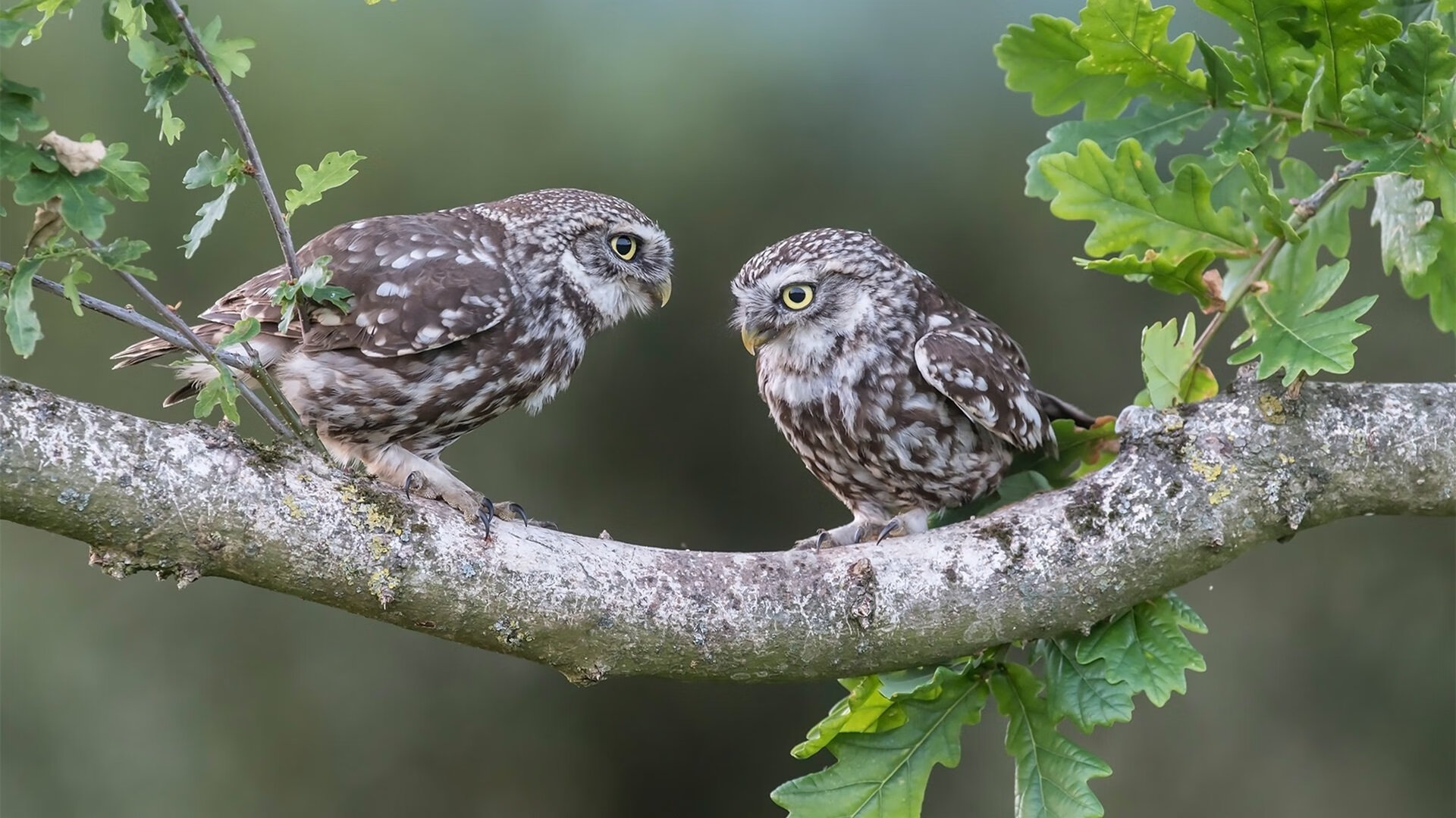 塔图姆封神之战！开拓者惊天逆转尼克斯，全场最佳无争议